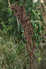 Rumex longifolius