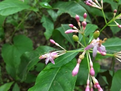 Fuchsia arborescens