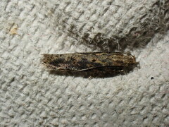 Scrobipalpa
