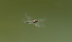 Hemicordulia australiae