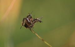 Lasioglossum