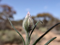 Helichrysum leucopsideum