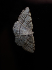 Stegania trimaculata
