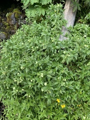 Epilobium luteum