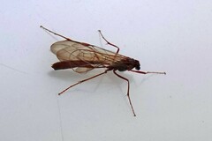 Ophion obscuratus