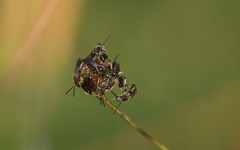 Lasioglossum