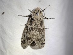 Prionoxystus robiniae