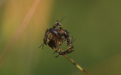 Lasioglossum