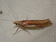Ypsolopha parenthesella