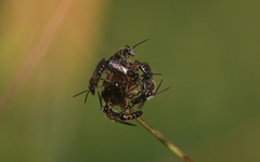 Lasioglossum