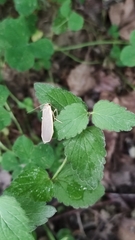 Eilema griseola