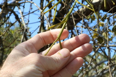 Viscum articulatum
