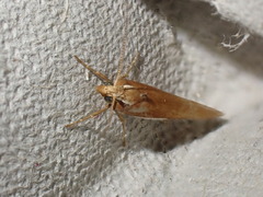 Ypsolopha parenthesella