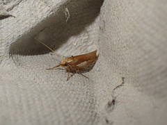 Ypsolopha parenthesella