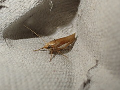 Ypsolopha parenthesella