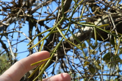 Viscum articulatum