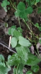Eilema griseola