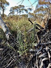 Helichrysum leucopsideum