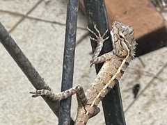 Calotes versicolor