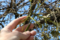 Viscum articulatum