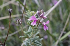 Indigofera filiformis