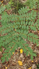 Adenanthera