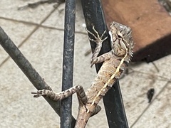 Calotes versicolor