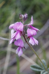 Indigofera filiformis
