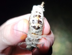 Prionoxystus robiniae