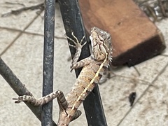 Calotes versicolor