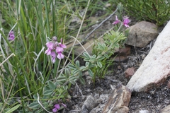 Indigofera filiformis