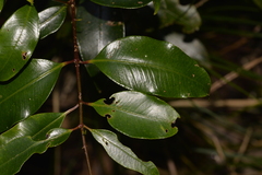 Syzygium crebrinerve