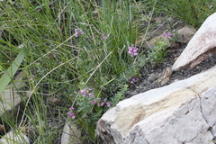 Indigofera filiformis