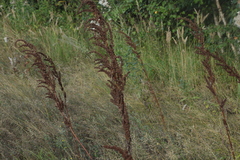 Rumex longifolius