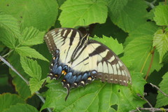 Papilio glaucus