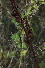 Rumex longifolius