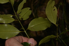 Syzygium crebrinerve