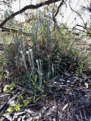 Helichrysum leucopsideum
