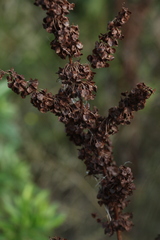 Rumex longifolius