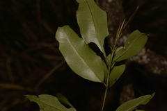 Syzygium crebrinerve
