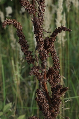 Rumex longifolius