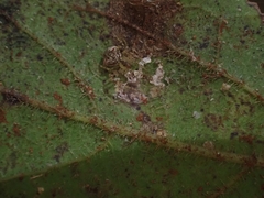 Australomimetus triangulosus