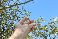 Viscum articulatum