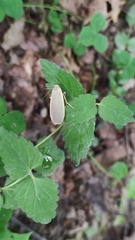 Eilema griseola