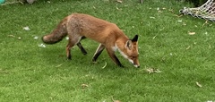 Vulpes vulpes crucigera