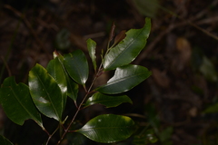 Syzygium crebrinerve