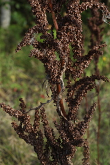 Rumex longifolius