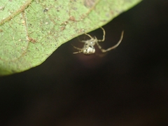 Australomimetus triangulosus