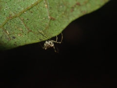 Australomimetus triangulosus