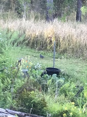 Leucosarcia melanoleuca